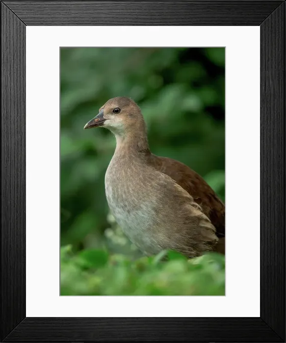 Framed Print : Common moorhen (Gallinula chloropus) juvenile on hedge top Framed Print : Common moorhen (Gallinula chloropus) juvenile on hedge top