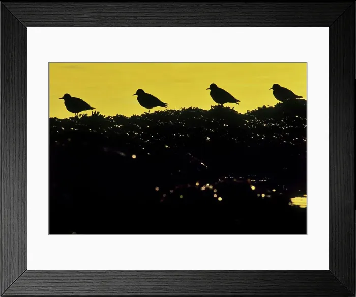 Framed Print : Canada, British Columbia, Vancouver Island