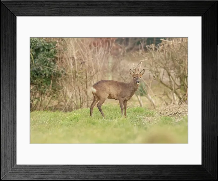 Framed Print : United Kingdom, Norfolk, Roe Deer Buck (Capreolus capreolus) at edge of field in early evening