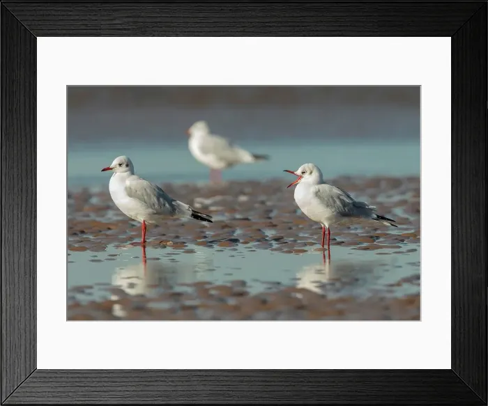 Framed Print : Close-up of three Black-Headed gull (Chroicocephalus ridibundus) Framed Print : Close-up of three Black-Headed gull (Chroicocephalus ridibundus)