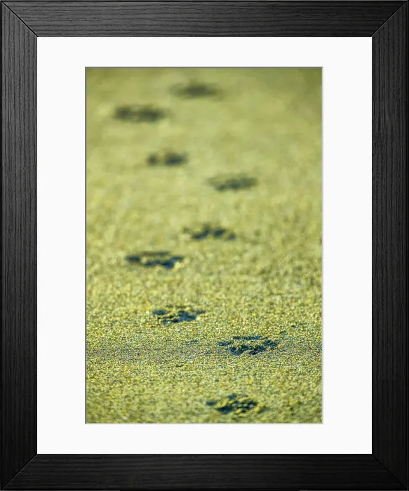 Framed Print : Paw prints along Pacific Rim National Park, Canada Framed Print : Paw prints along Pacific Rim National Park, Canada