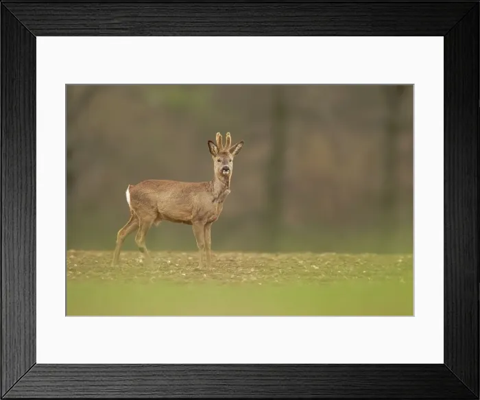 Framed Print : UK, Norfolk, Roe Deer Buck (Capreolus capreolus) with velvet covering on antlers Framed Print : UK, Norfolk, Roe Deer Buck (Capreolus capreolus) with velvet covering on antlers