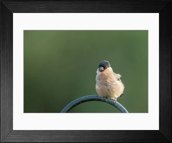 Framed Print : Female Eurasian bullfinch (Pyrrhula pyrrhula) Framed Print : Female Eurasian bullfinch (Pyrrhula pyrrhula)