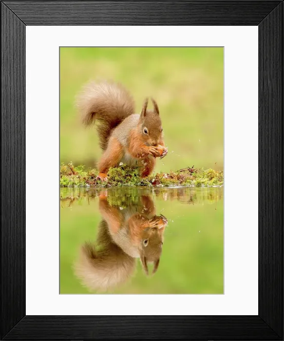 Framed Print : Reflection of Red squirrel (Sciurus vulgaris) with hazelnut