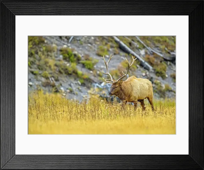 Framed Print : Bull Elk in Yellowstone National Park in Wyoming Framed Print : Bull Elk in Yellowstone National Park in Wyoming