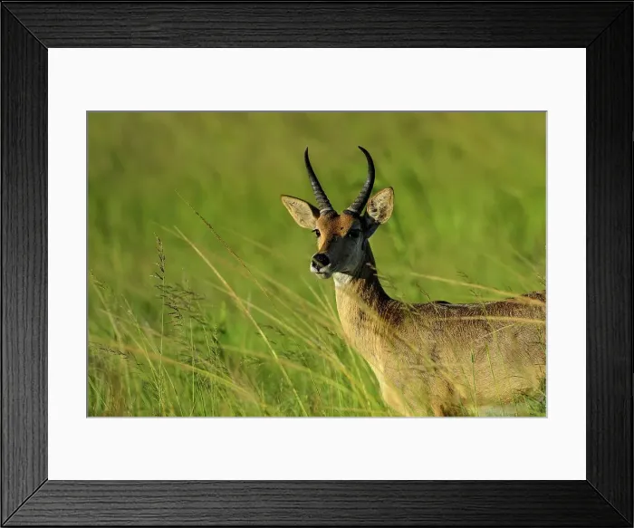 Framed Print : Southern reedbuck, rietbok or common reedbuck (Redunca arundinum)