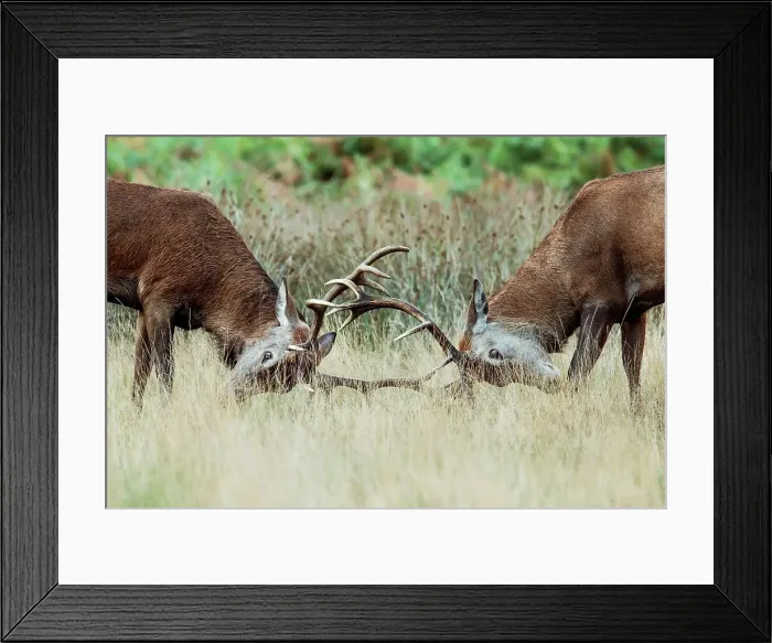 Framed Print : Red deer (Cervus elaphus) stags Rutting Framed Print : Red deer (Cervus elaphus) stags Rutting