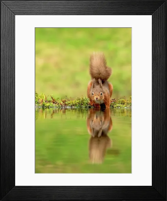 Framed Print : Reflection of Red squirrel (Sciurus vulgaris) on Water