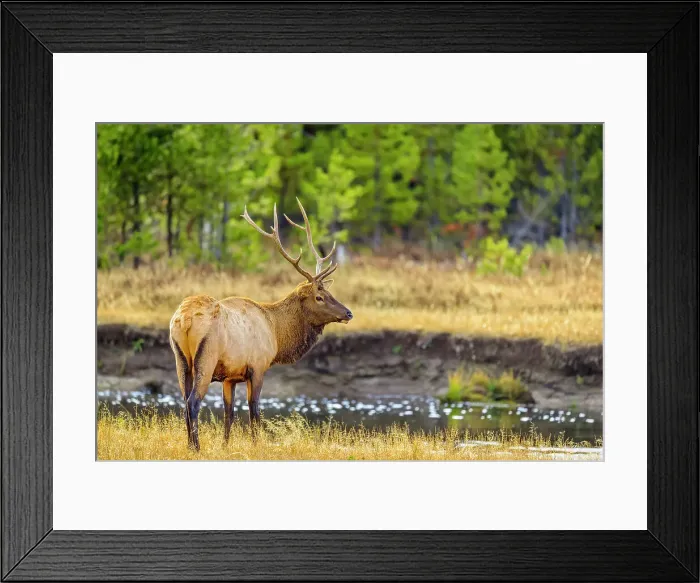 Framed Print : Bull Elk in Yellowstone National Park in Wyoming Framed Print : Bull Elk in Yellowstone National Park in Wyoming