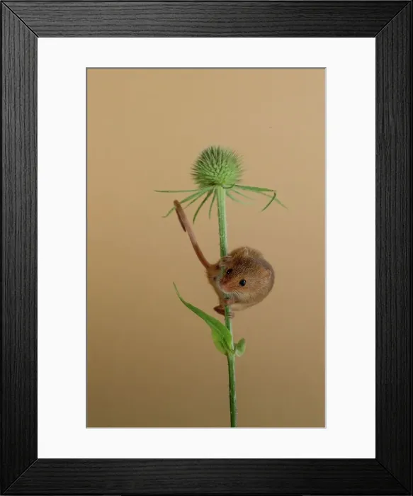 Framed Print : Eurasian harvest mouse (Micromys minutus) on Nyjer seed head Framed Print : Eurasian harvest mouse (Micromys minutus) on Nyjer seed head