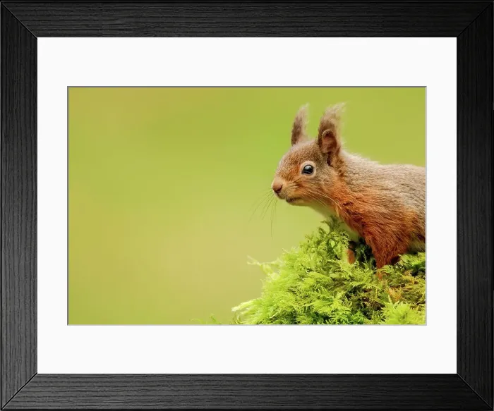 Framed Print : Red squirrel (Sciurus vulgaris) on tree stump Framed Print : Red squirrel (Sciurus vulgaris) on tree stump