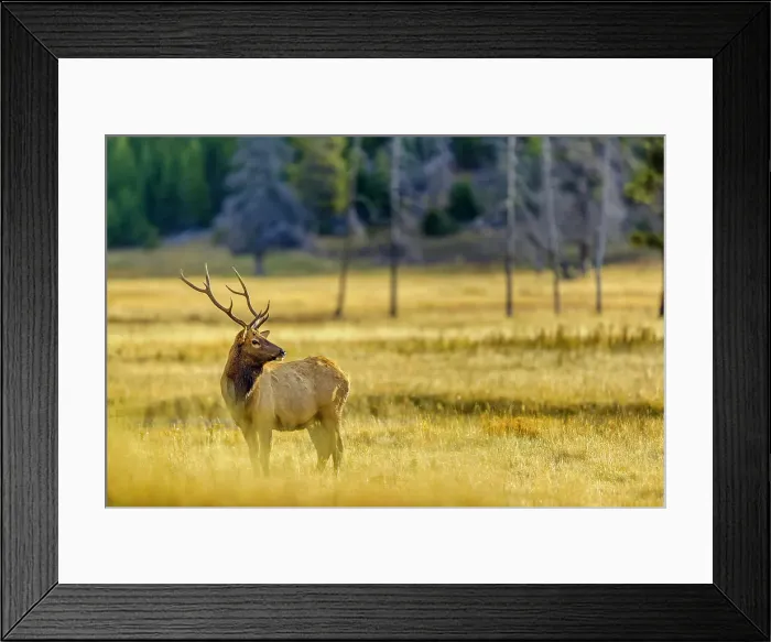 Framed Print : Bull Elk in Yellowstone National Park in Wyoming
