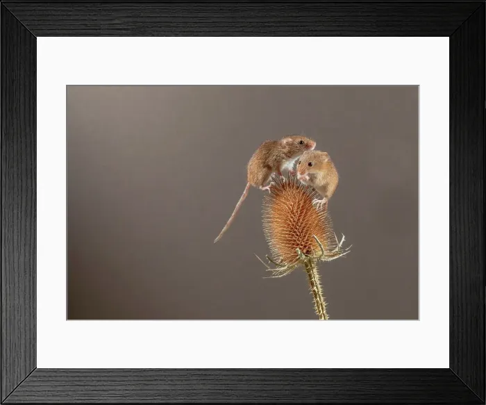 Framed Print : Pair of Eurasian harvest mouse (Micromys minutus) on teazel Framed Print : Pair of Eurasian harvest mouse (Micromys minutus) on teazel