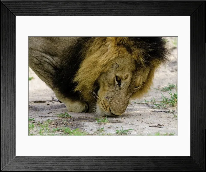 Framed Print : Lion (Panthera leo) smelling the urine of a lioness. MalaMala (Mala Mala) Game Reserve. Mpumlanga. South Africa