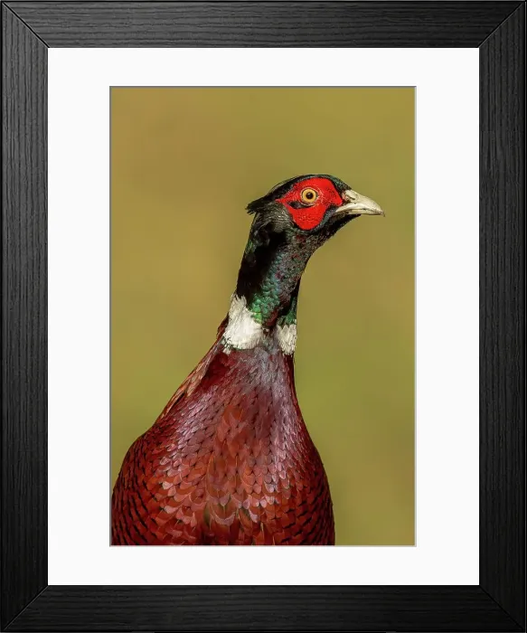 Framed Print : Close-up of a male Common pheasant (Phasianus colchicus) Framed Print : Close-up of a male Common pheasant (Phasianus colchicus)