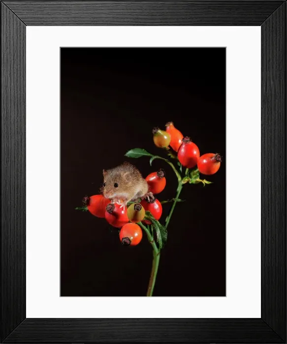 Framed Print : Eurasian harvest mouse (Micromys minutus) on wild rosehips Framed Print : Eurasian harvest mouse (Micromys minutus) on wild rosehips
