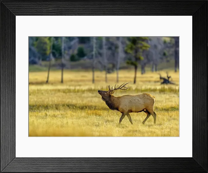Framed Print : Bull Elk in Yellowstone National Park in Wyoming Framed Print : Bull Elk in Yellowstone National Park in Wyoming