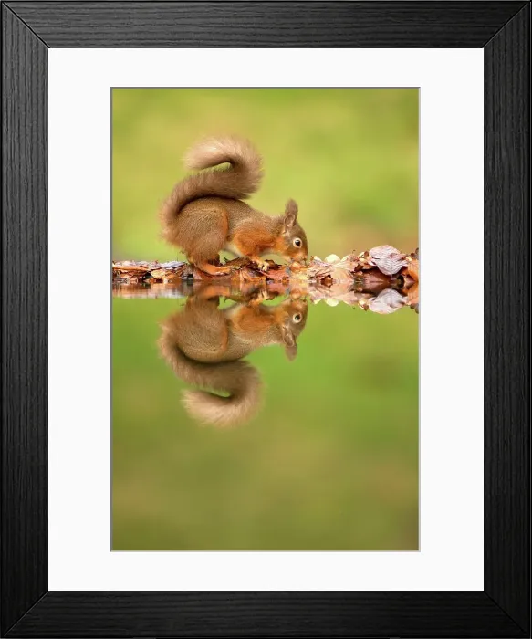 Framed Print : Reflection of Red squirrel (Sciurus vulgaris) on Water Framed Print : Reflection of Red squirrel (Sciurus vulgaris) on Water