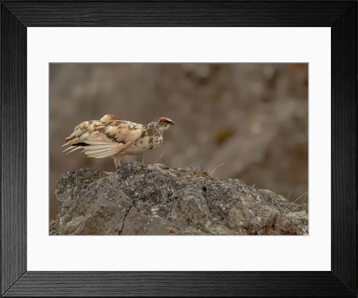 Framed Print : Male Rock ptarmigan (Lagopus muta) perching on rock Framed Print : Male Rock ptarmigan (Lagopus muta) perching on rock