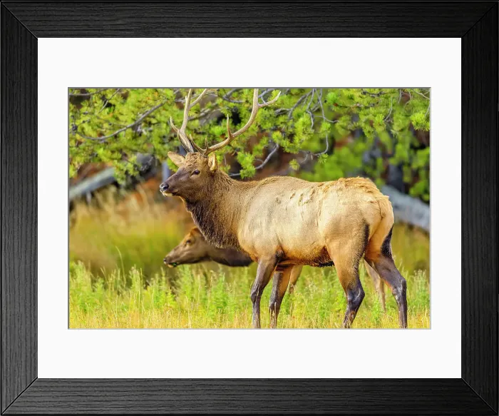 Framed Print : Bull Elk in Yellowstone National Park in Wyoming Framed Print : Bull Elk in Yellowstone National Park in Wyoming