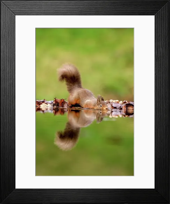 Framed Print : Reflection of Red squirrel (Sciurus vulgaris) on Water Framed Print : Reflection of Red squirrel (Sciurus vulgaris) on Water