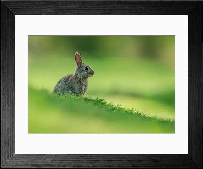 Framed Print : UK, Norfolk, Young Rabbit (Oryctolagus cuniculus) sitting on grass
