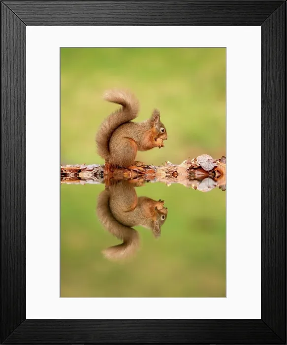 Framed Print : Reflection of Red squirrel (Sciurus vulgaris) on Water