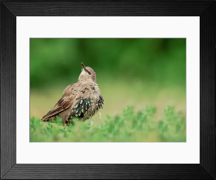 Framed Print : Juvenile Common starling (Sturnus vulgaris) changing plumage Framed Print : Juvenile Common starling (Sturnus vulgaris) changing plumage