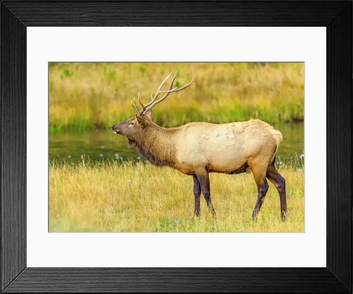 Framed Print : Bull Elk in Yellowstone National Park in Wyoming Framed Print : Bull Elk in Yellowstone National Park in Wyoming