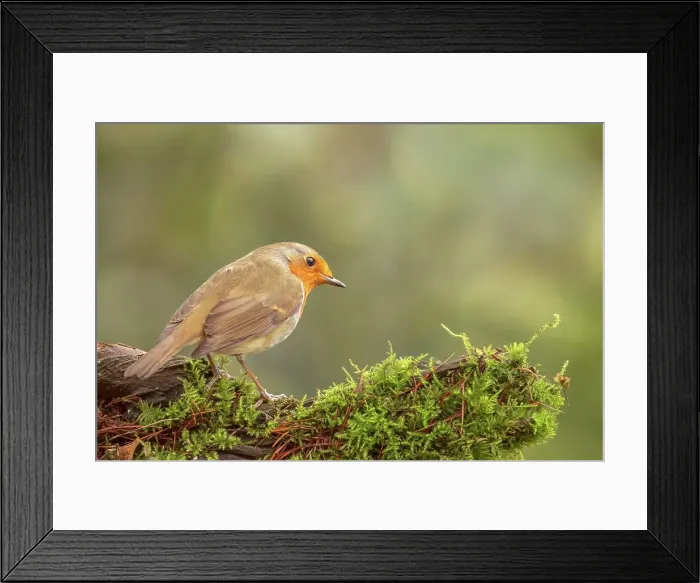 Framed Print : European Robin (Erithacus rubecula) perching on a moss covered branch Framed Print : European Robin (Erithacus rubecula) perching on a moss covered branch