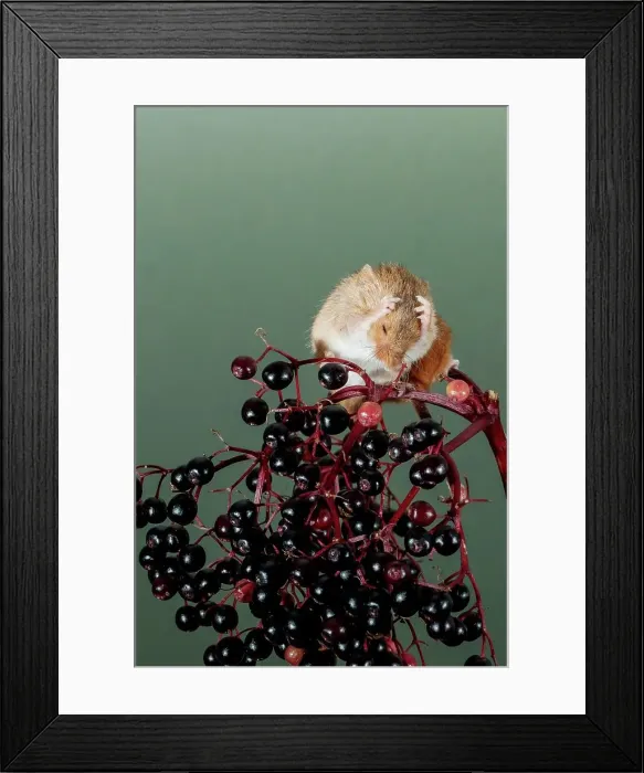 Framed Print : Eurasian harvest mouse (Micromys minutus) on Elderberry Framed Print : Eurasian harvest mouse (Micromys minutus) on Elderberry