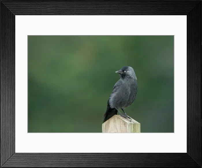 Framed Print : Eurasian Jackdaw (Corvus monedula) perching on a post Framed Print : Eurasian Jackdaw (Corvus monedula) perching on a post