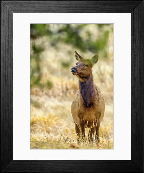 Framed Print : Elk in Yellowstone National Park in Wyoming, USA Framed Print : Elk in Yellowstone National Park in Wyoming, USA