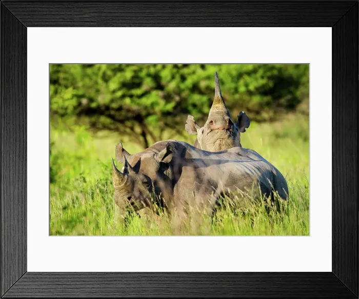 Framed Print : Black rhinoceros (rhino) or hook-lipped rhinoceros (Diceros bicornis) Framed Print : Black rhinoceros (rhino) or hook-lipped rhinoceros (Diceros bicornis)