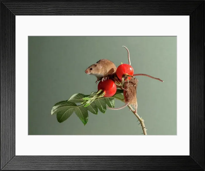 Framed Print : Eurasian harvest mice (Micromys minutus) on Japanese rosehips Framed Print : Eurasian harvest mice (Micromys minutus) on Japanese rosehips