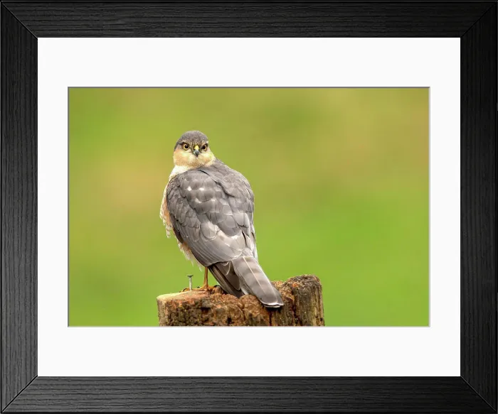 Framed Print : Male Eurasian Sparrowhawk (Accipiter nisus) perching on a tree stump, Dumfries, Scotland Framed Print : Male Eurasian Sparrowhawk (Accipiter nisus) perching on a tree stump, Dumfries, Scotland