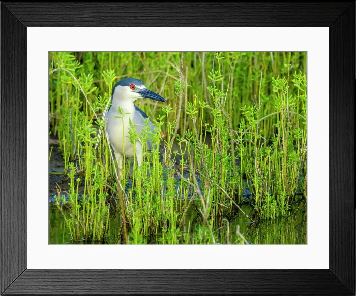 Framed Print : Black-Crowned Night Heron on Maui Hawaii
