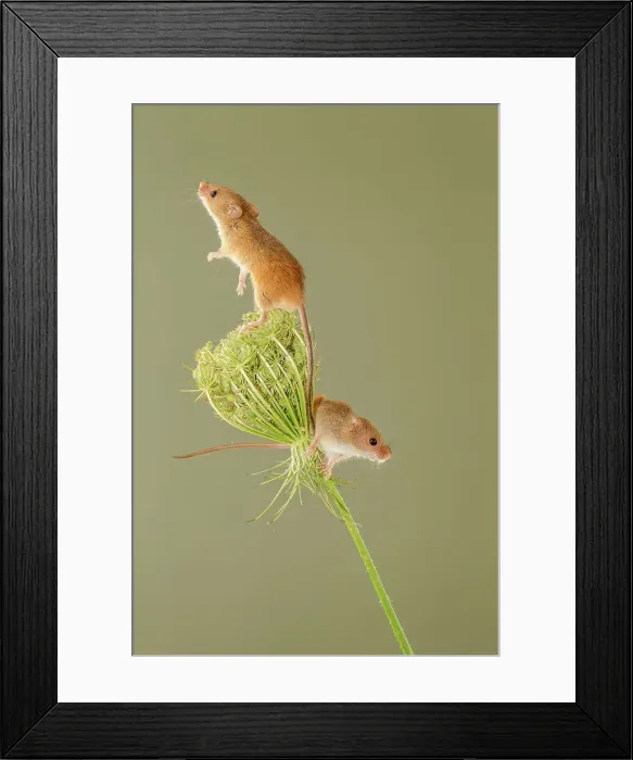 Framed Print : Pair of Eurasian harvest mouse (Micromys minutus) on Wild carrot (Daucus carota) Framed Print : Pair of Eurasian harvest mouse (Micromys minutus) on Wild carrot (Daucus carota)