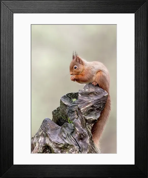 Framed Print : Red squirrel (Sciurus vulgaris) on tree stump Framed Print : Red squirrel (Sciurus vulgaris) on tree stump