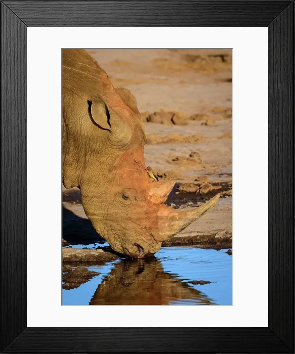 Framed Print : White rhinoceros or square-lipped rhinoceros (Ceratotherium simum) drinking