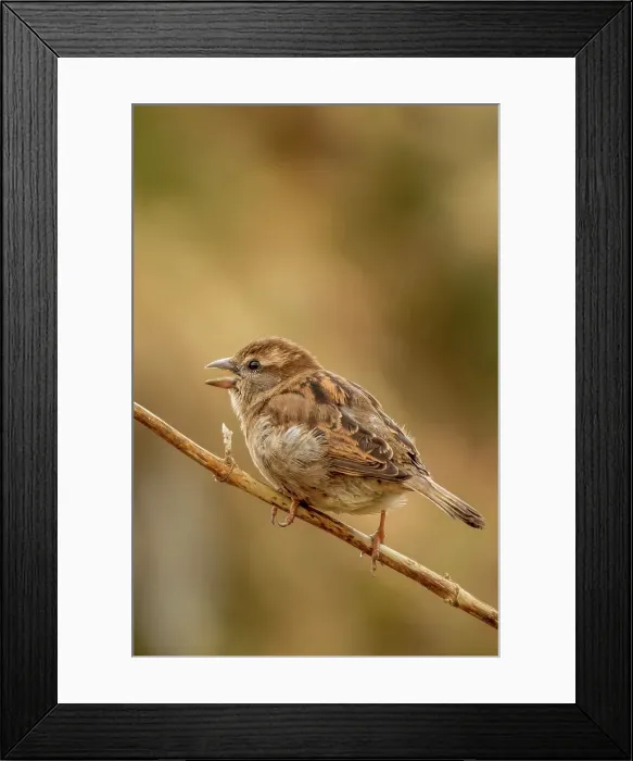 Framed Print : United Kingdom, Scotland, Dumfries