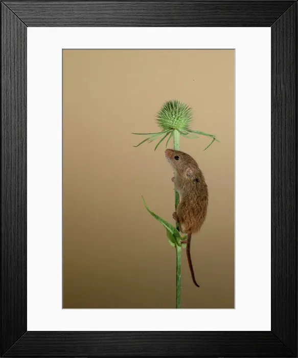 Framed Print : Eurasian harvest mouse (Micromys minutus) on Nyjer seed head Framed Print : Eurasian harvest mouse (Micromys minutus) on Nyjer seed head