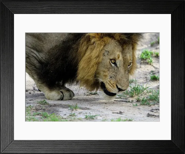 Framed Print : Lion (Panthera leo) showing a flehmen response Framed Print : Lion (Panthera leo) showing a flehmen response