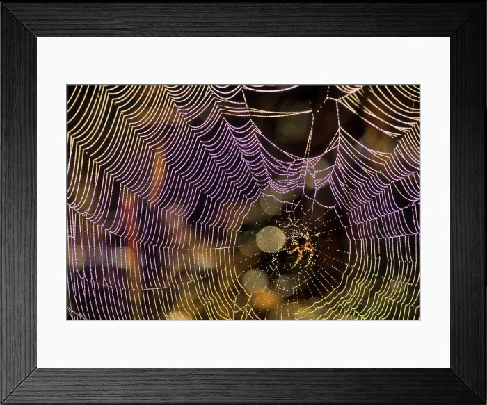 Framed Print : Canada, British Columbia, Vancouver Island Framed Print : Canada, British Columbia, Vancouver Island