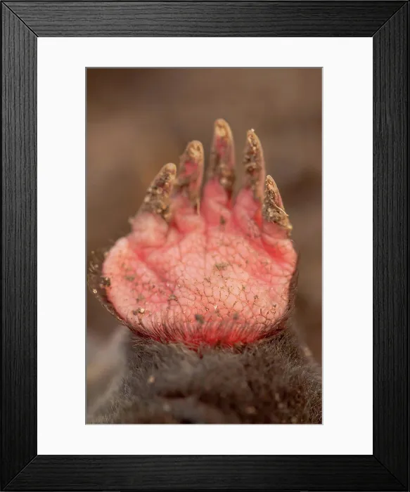 Framed Print : United Kingdom, Norfolk, (Common) Mole (Talpa europaea) front foot showing claws Framed Print : United Kingdom, Norfolk, (Common) Mole (Talpa europaea) front foot showing claws
