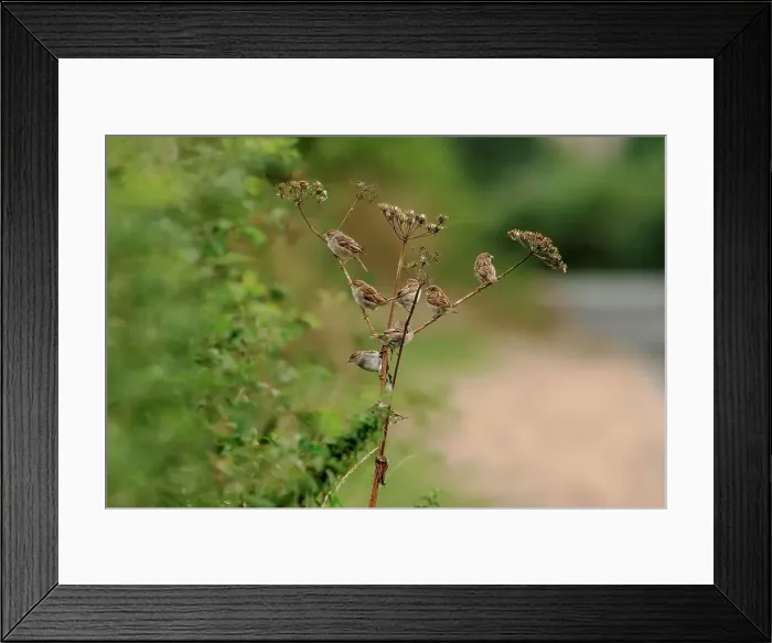 Framed Print : Small flock of House sparrow (Passer domesticus) perching on plant at roadside Framed Print : Small flock of House sparrow (Passer domesticus) perching on plant at roadside