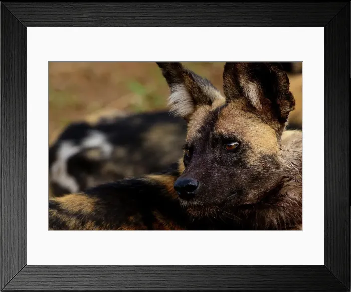 Framed Print : African wild dog (Lycaon pictus) Framed Print : African wild dog (Lycaon pictus)