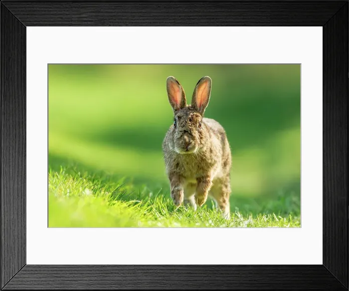 Framed Print : UK, Norfolk, Rabbit (Oryctolagus cuniculus) running Framed Print : UK, Norfolk, Rabbit (Oryctolagus cuniculus) running