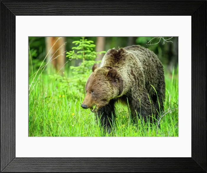 Framed Print : Grizzly Bear in Jasper National Park, Canada Framed Print : Grizzly Bear in Jasper National Park, Canada