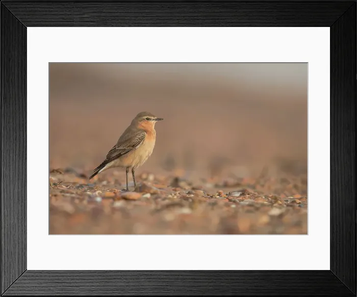 Framed Print : Northern wheatear (Oenanthe oenanthe) female on beach Framed Print : Northern wheatear (Oenanthe oenanthe) female on beach